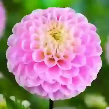 Ball & Pompom Dahlias